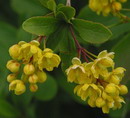 زرشک خوراکی